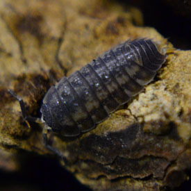 Isopoda Dwarf Sp. 'Gray'