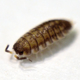 Isopoda Dwarf Sp. 'Gray'