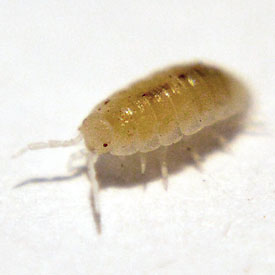 Isopoda Dwarf Sp. 'White'