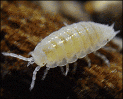Isopod Animation