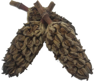 Magnolia Seed Pod