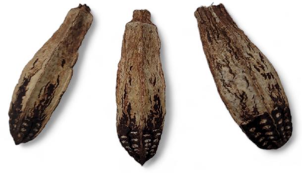 Mahogany Pod Botanical Biodegradable For Vivariums