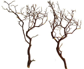 Manzanita