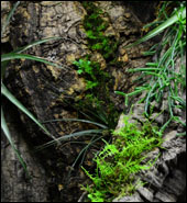 NEHERP Live Moss Slurry Growing On Cork Bark
