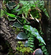 NEHERP Live Moss Slurry Growing Epiphytically