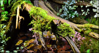 NEHERP Live Moss Slurry