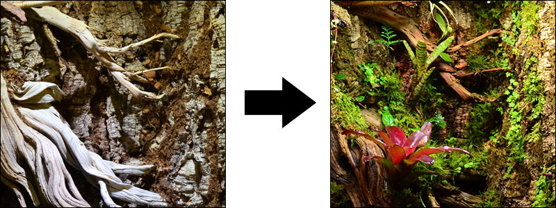 Vivarium Custom Background Texture