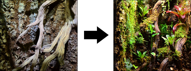 Vivarium Custom Background Texture