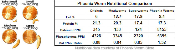 Phoenix Worms