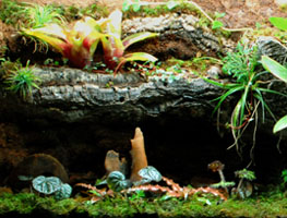 Mount Terrarium Background Plants With Floral Mounting Picks