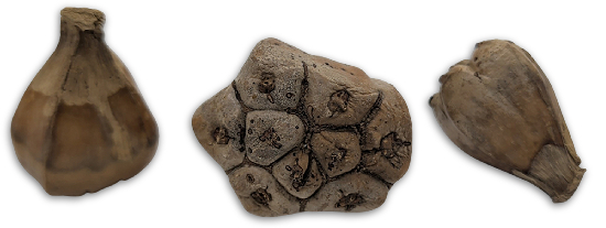 Camel Foot Pod Botanical Pod For Bioactive Vivariums and Terrariums