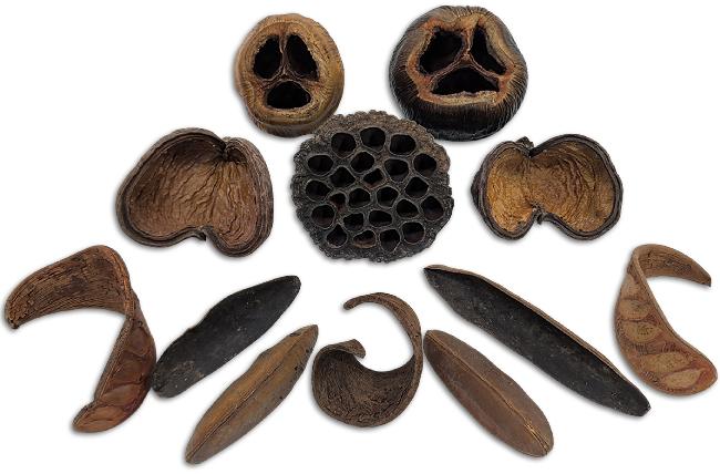 Large Pod Pack Botanical Assortment For Bioactive Vivariums and Terrariums