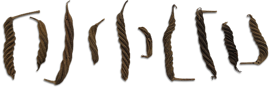 Screw Pods Botanical Pod For Bioactive Vivariums and Terrariums