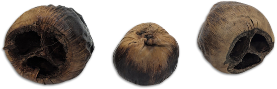 Talami Pod Botanical Pod For Bioactive Vivariums and Terrariums
