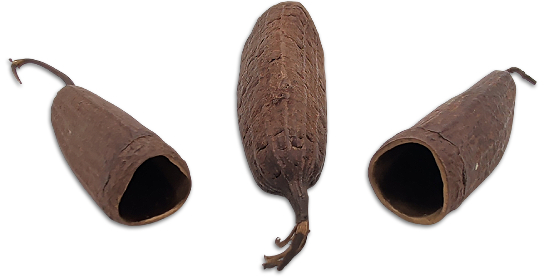 Trumpet Pod Botanical Pod For Bioactive Vivariums and Terrariums