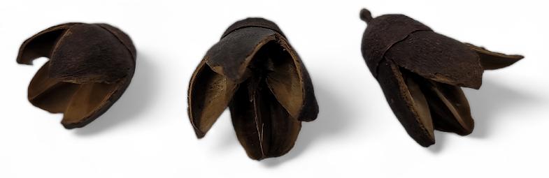 Quarter Pod Botanical Biodegradable For Terrariums