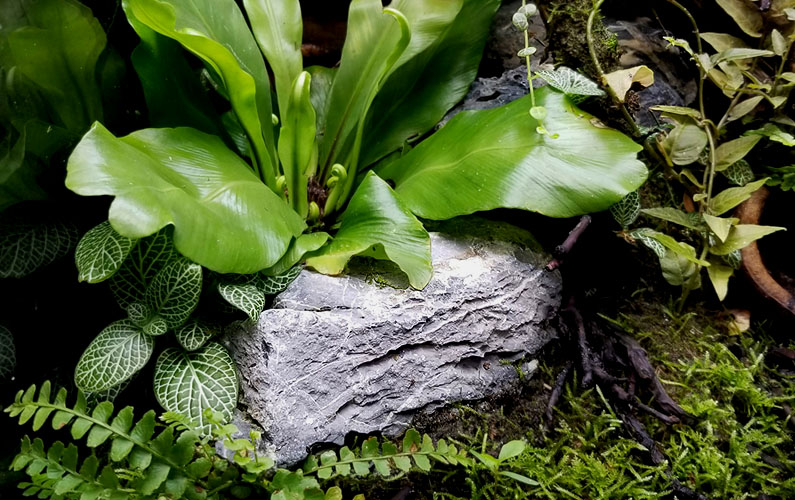Best Looking Gray Rocks For Bioactive Vivariums