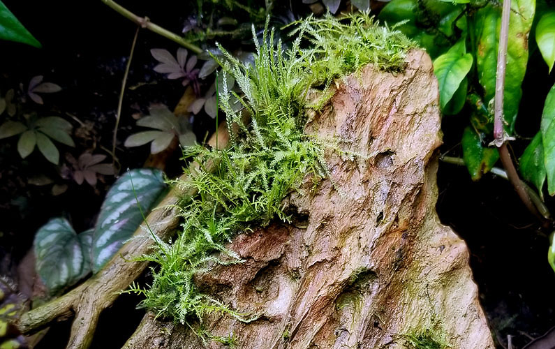 Best Looking Brown Rocks For Bioactive Vivariums