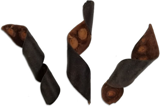 Seed Pod