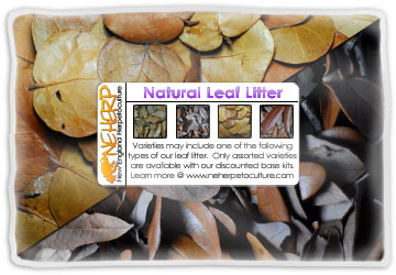 NEHERP Leaf Litter