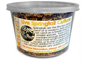 Live Bioactive Vivarium Clean Up Crew Springtails