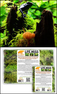 The Best Live Moss For Custom Bioactive Terrariums