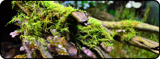 The best terrarium moss