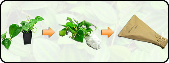 Bare rooted, guaranteed plant shipping