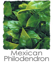 Best Artificial Plant For Bioactive Terrariums - Zoo Med Natural Bush For Terrariums
