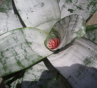 Aechmea fasciata