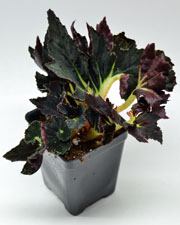 Begonia Black Fancy