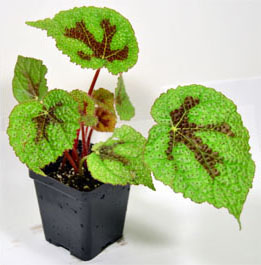 Iron Cross Begonia
