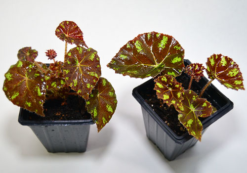 Begonia Kit Kat