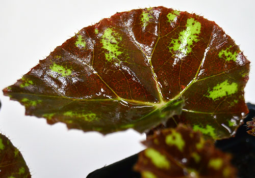 Begonia Kit Kat