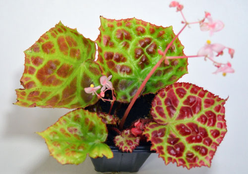 Begonia rajah