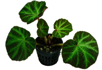 Begonia soli-mutata