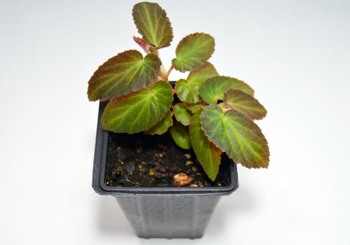 Begonia withlacoochee
