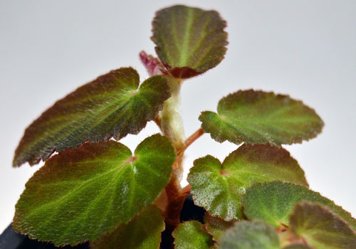 Begonia withlacoochee