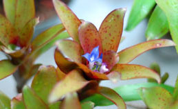Neoregelia 'Chiquita Linda'