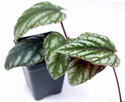 Cissus discolor For Terrariums, Southeast Asian Jungle Vine Bioactive Terrarium Plant