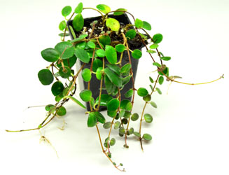 Codonanthe devosiana