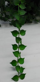 Dischidia ruscifolia