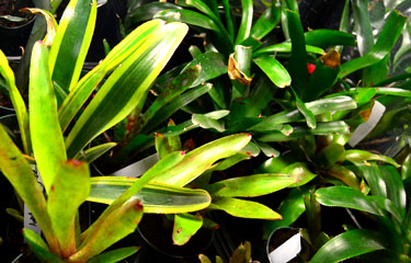 Faded Bromeliads