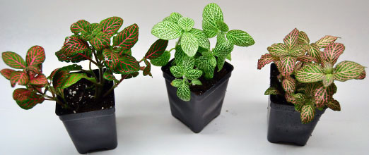 Nerve Plant