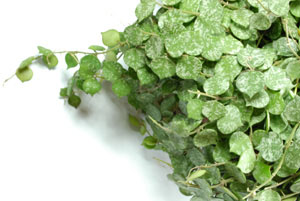 Hoya curtisii