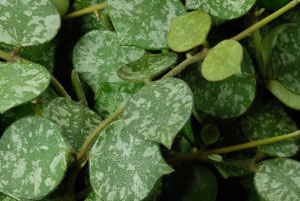 Hoya curtisii