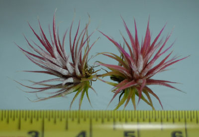 Tillandsia ionantha 'Mexican'