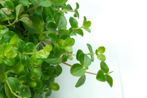 Peperomia japonica