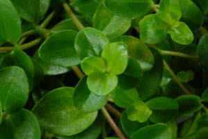 Peperomia japonica
