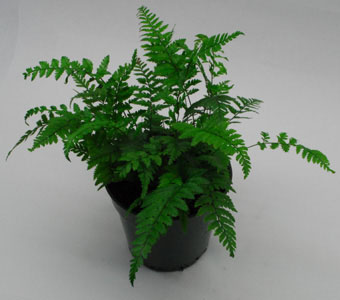 Korean Rock Fern